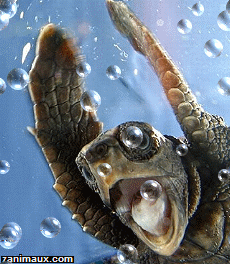tortue.gif
