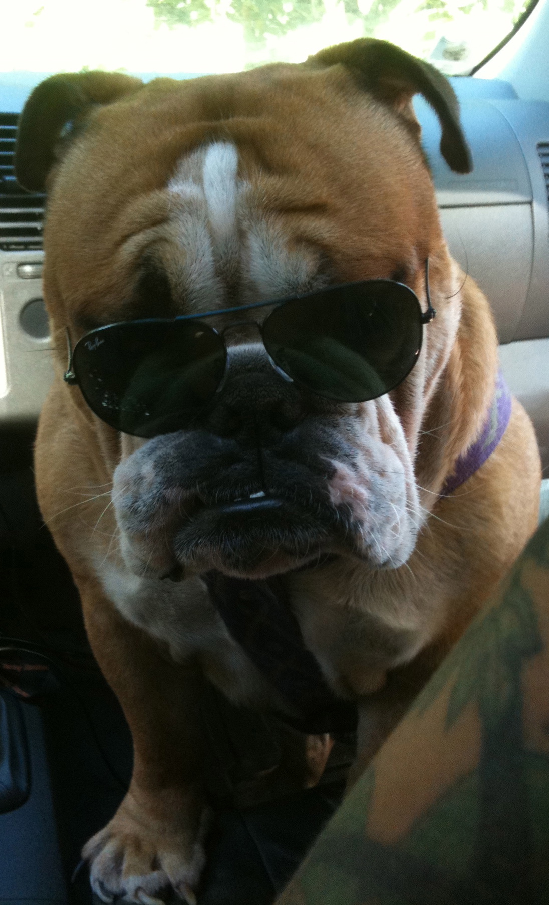 Elky a lunettes 2.jpg