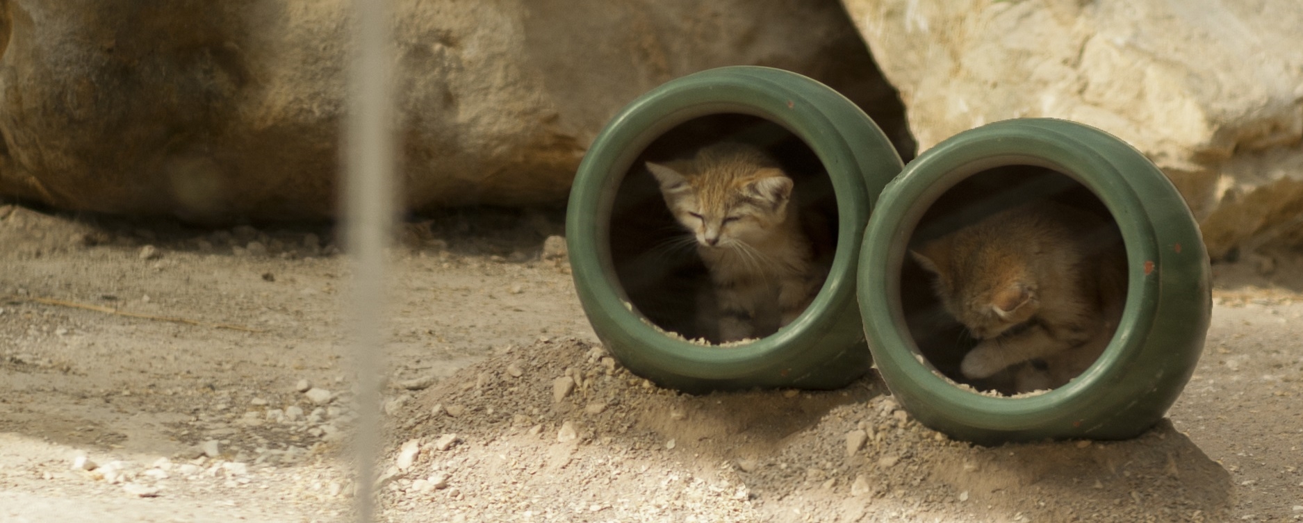 Parc des felins2_modif.jpg