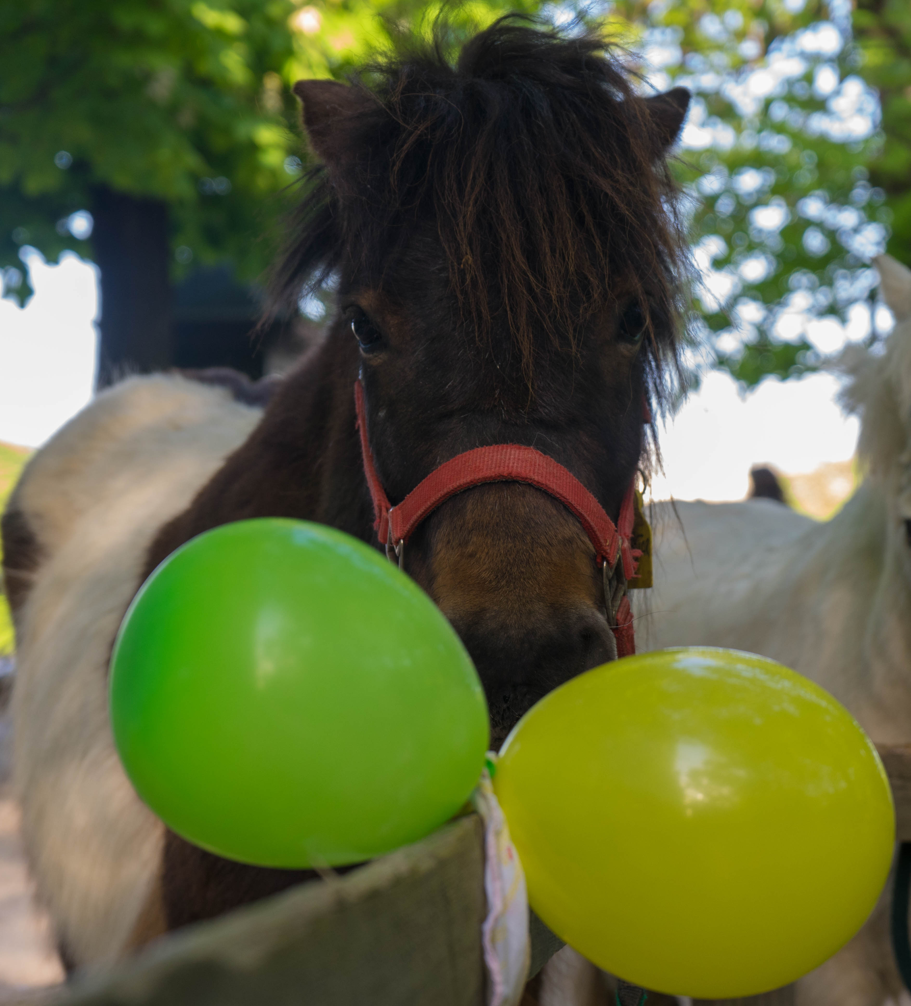 poney 2 balons.jpg