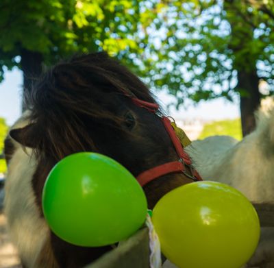 poney au balon.jpg