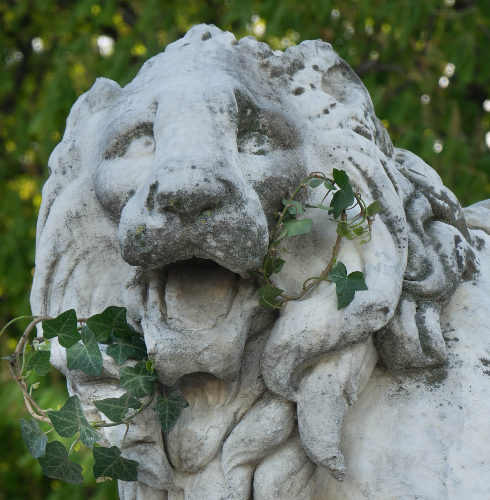 loin aux lauriers.jpg