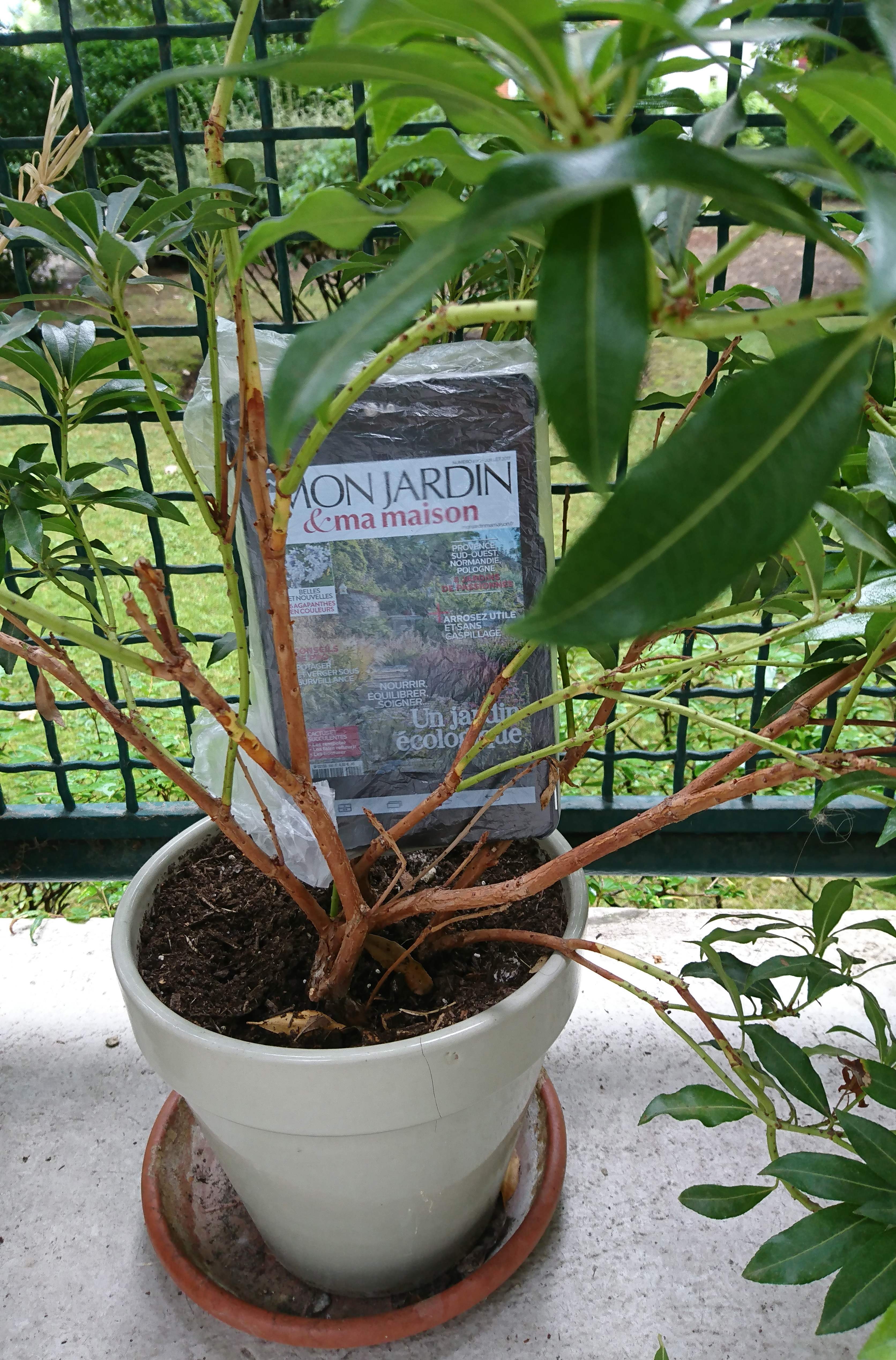 Tablette dans Pieris.jpg