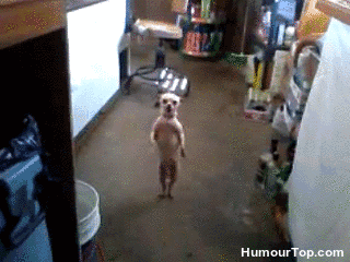 Chihuahua_qui_danse.gif