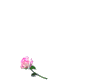 roses coeur.gif