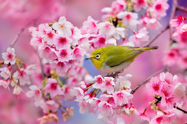 yummy-sue-hsu-oiseaux-cerisiers-japon-photos-7.jpg