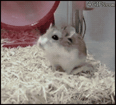Hamster1