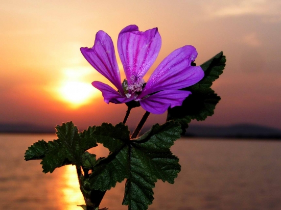 images-aime-fleur-coucher-soleil-big.jpg