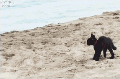 originalMinouàlaplage.gif