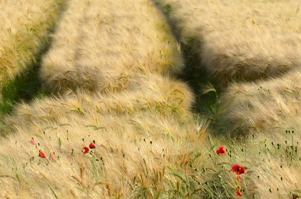 52_champ de blé 1.jpg