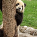 bebe-panda-grimpant-a-un-arbre-150x150.jpg