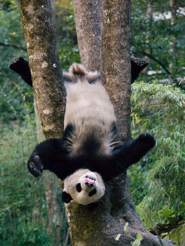 This+giant+panda+cub+showed+off+its+gymnastic+skills+by+hanging+upside+down+from+a+tree.jpg