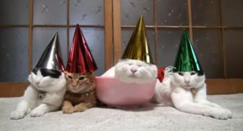 chats-reveillon.jpg