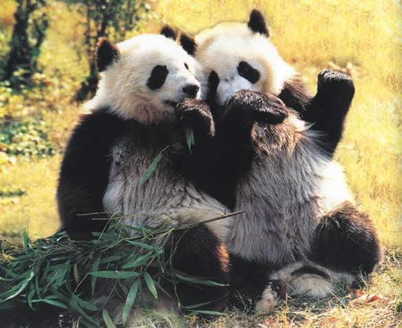 pandas-L-15.jpeg