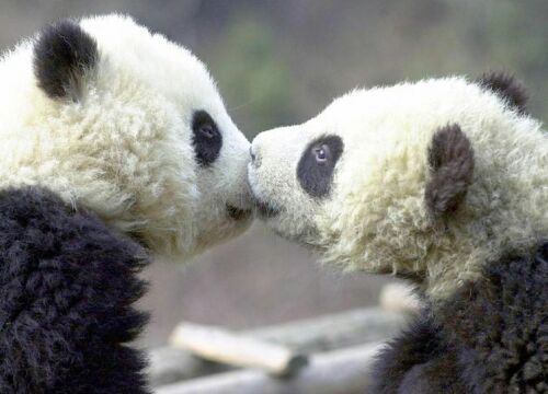 amour-pandas.jpg