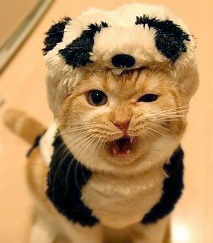 PandaCat