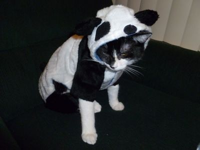 ChatPanda