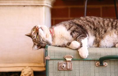 crazy-overweight-cat-relaxing-suitcase-stretching-crazy-overweight-cat-relaxing-suitcase-stretching-landscape-orientation-182780964.jpg