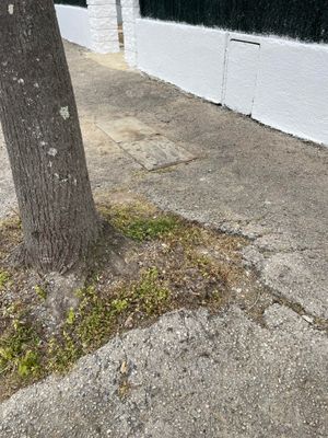 trottoir  public et  arbre  municipal