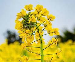 téléchargement (5).jpg