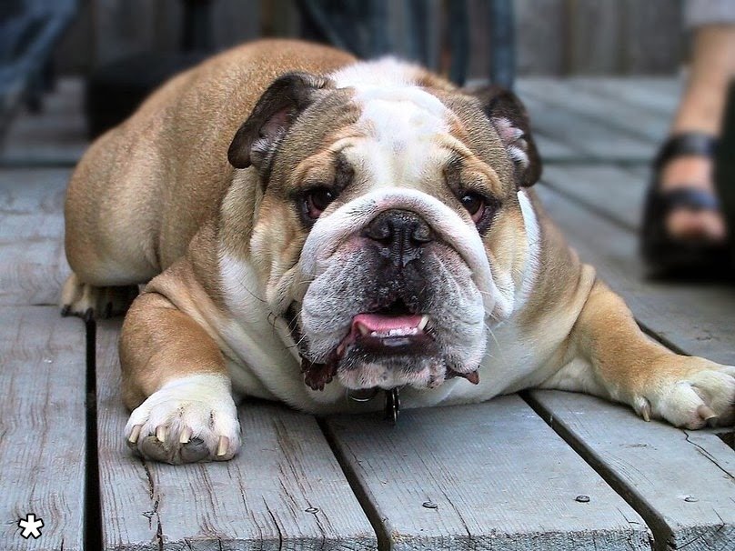 557859__english_bulldog_p_.jpg