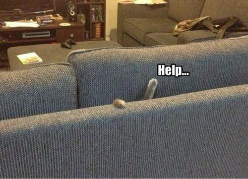 cat-in-couch.jpg