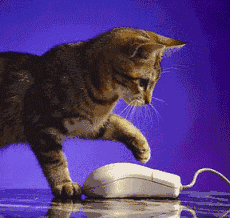 chat joue avec la souris.gif