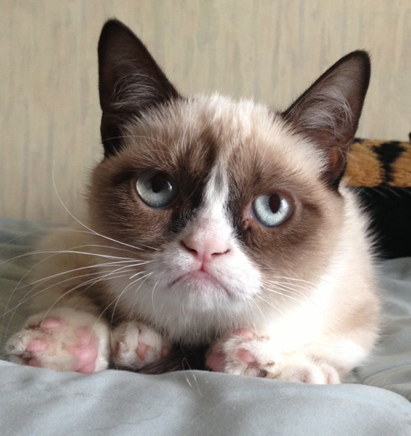 reddit-grumpy-cat-2.jpg
