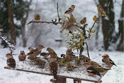 oiseaux sur mangeoire.jpg