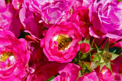 2012-07-abeille-et-rose.jpg